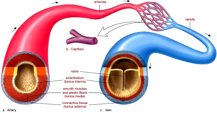 blood-vessels-anatomy-of-blood-vessels